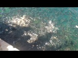 Рыбка в Green Beach Resort Bodrum;)